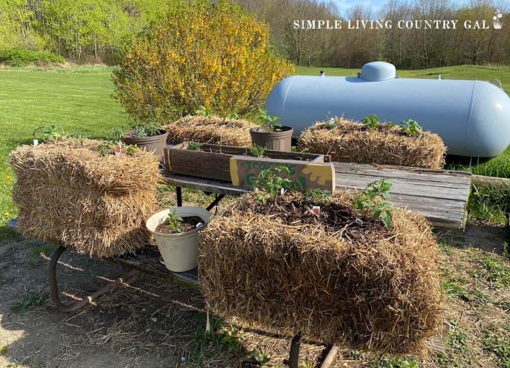 a straw bale garden setup on a picnic table planted with veggie copy