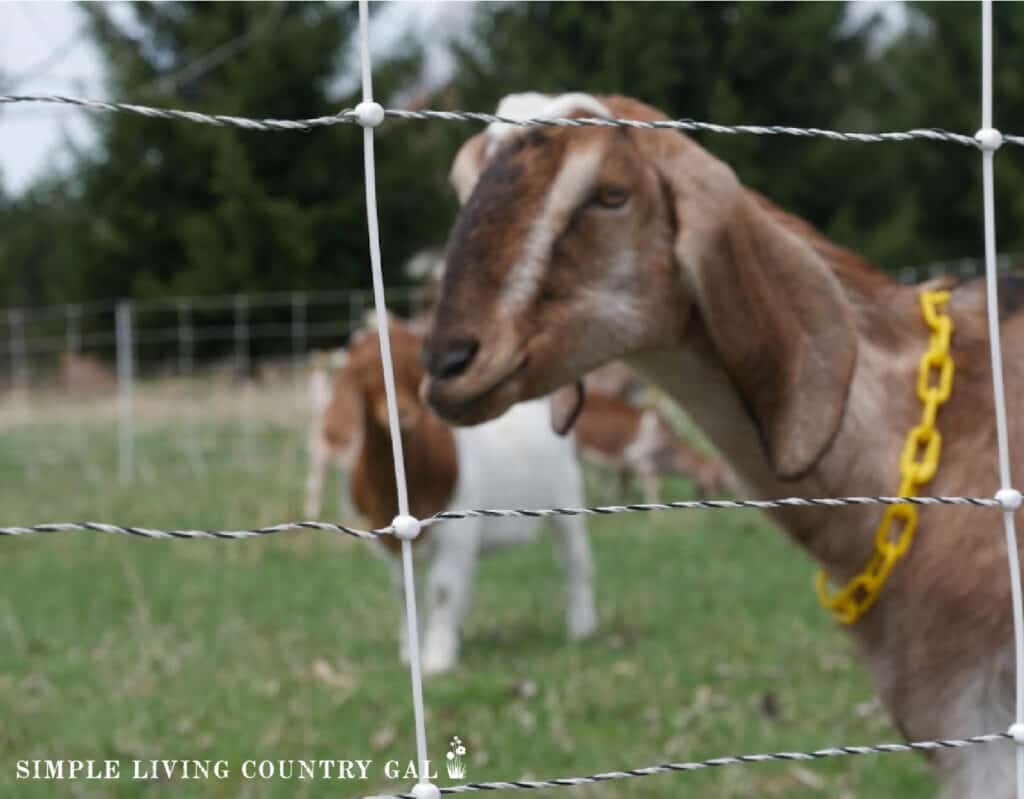 a tan goat up close to a woven fence with other goats in the background