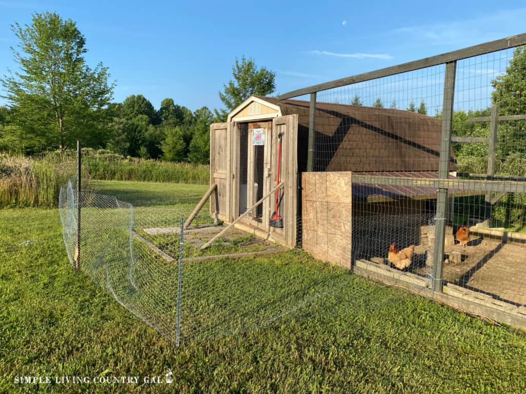 a temporary fence at the opening of a chicken coop for hens to scratch in