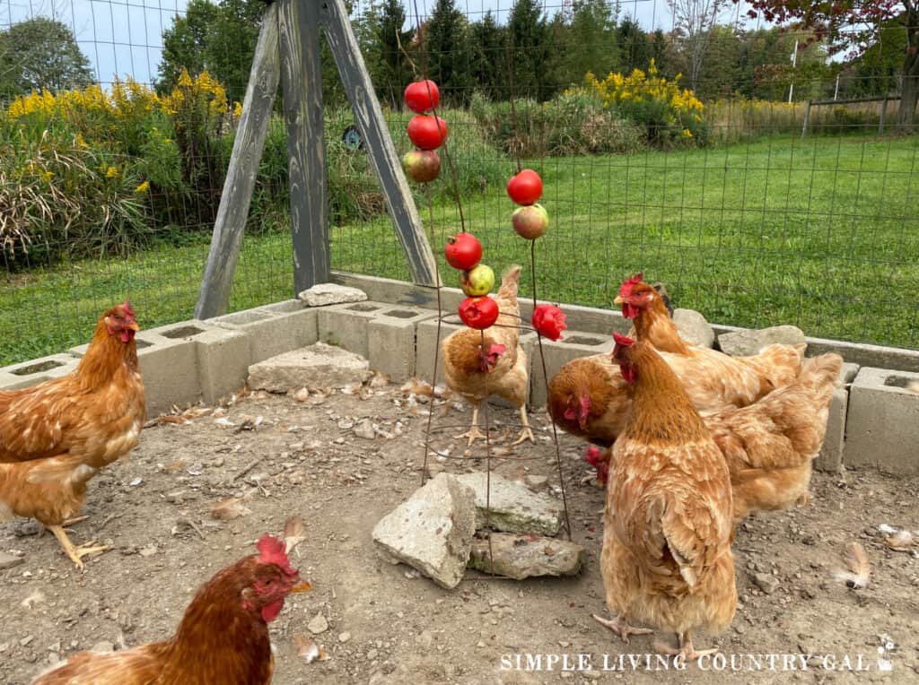 a tomato cage turned upside down with tomatoes and apples speared on them and chickens pecking them