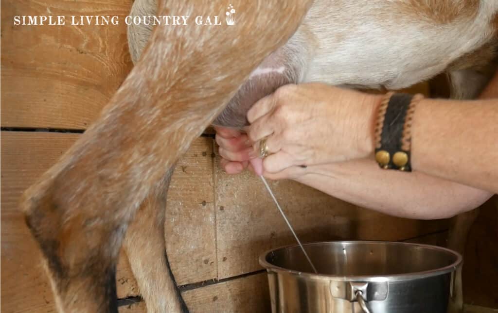 a woman in a red shirt milk a tan goat on a wood platform