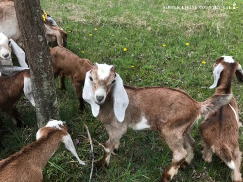 goat terms | Simple Living Country Gal