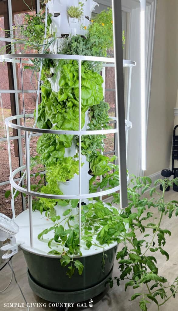an indoor hydroponic growing system in a house 