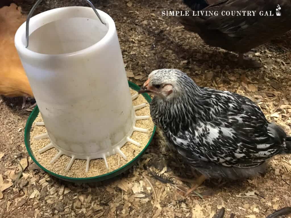 bar rock chicken eating grain from a chicken feeder