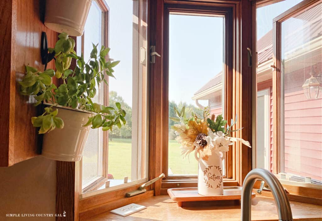 basil growing in a summer window of a kitchen