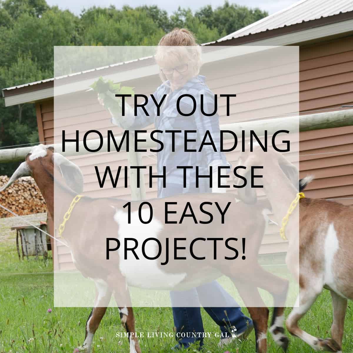 beginner homestead projects