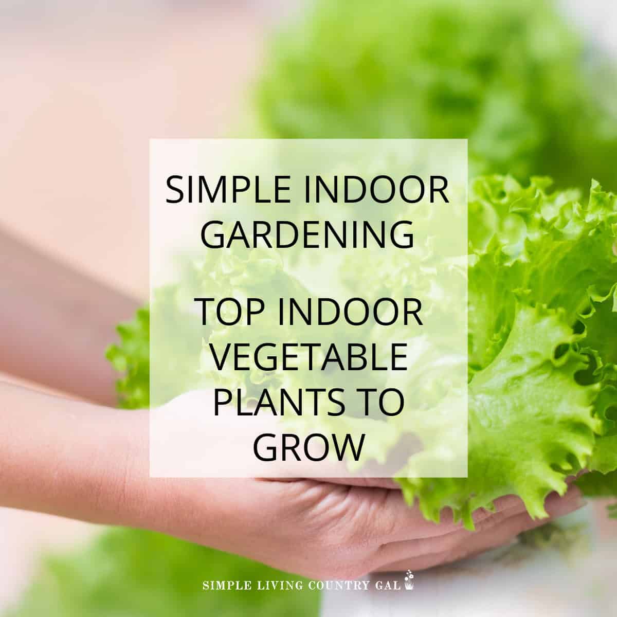 best indoor vegetable plants