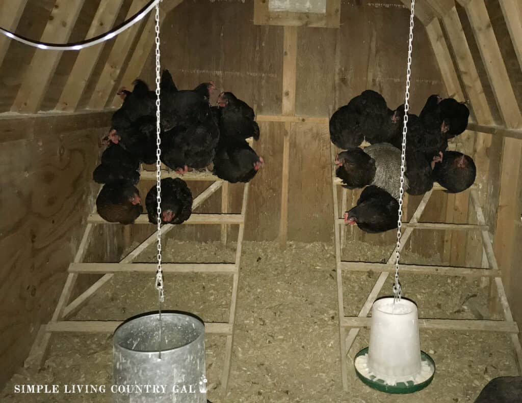 black chickens perched on a ladder roost inside of a coop