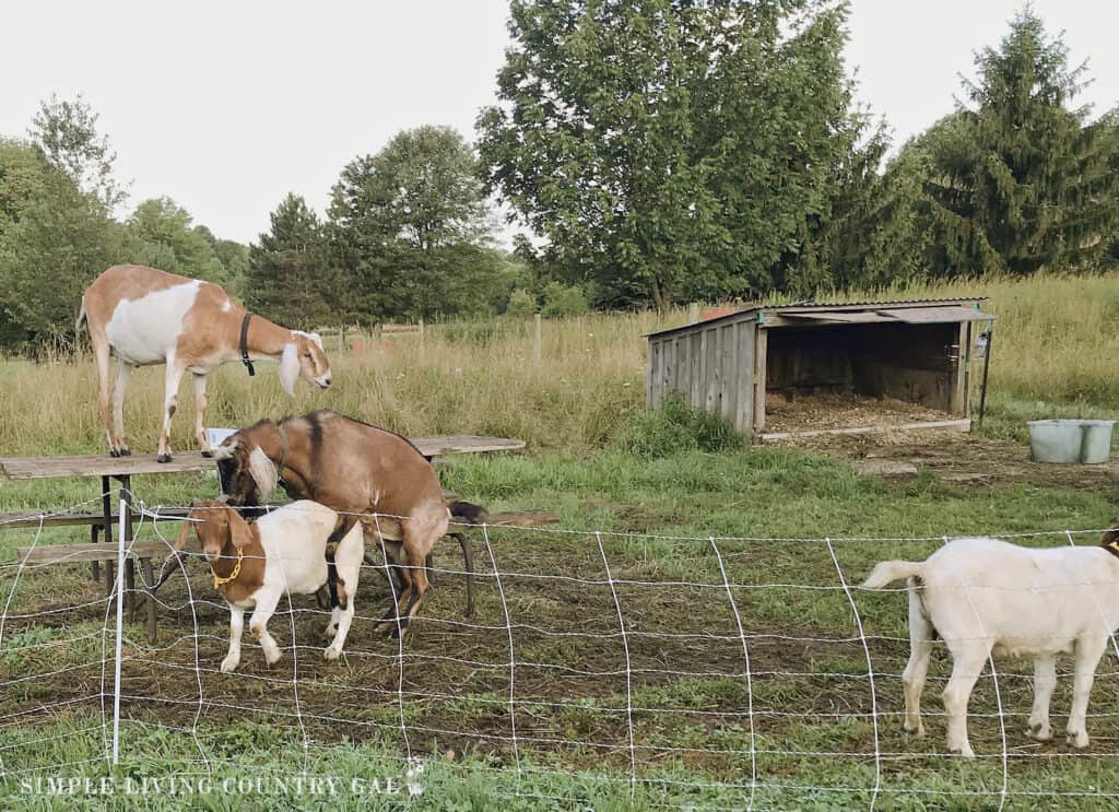 buck breeding a Boer Goat in a pasture with another goat near by