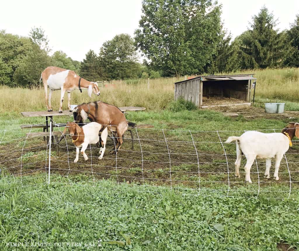 buck breeding a Boer Goat in a small pasture