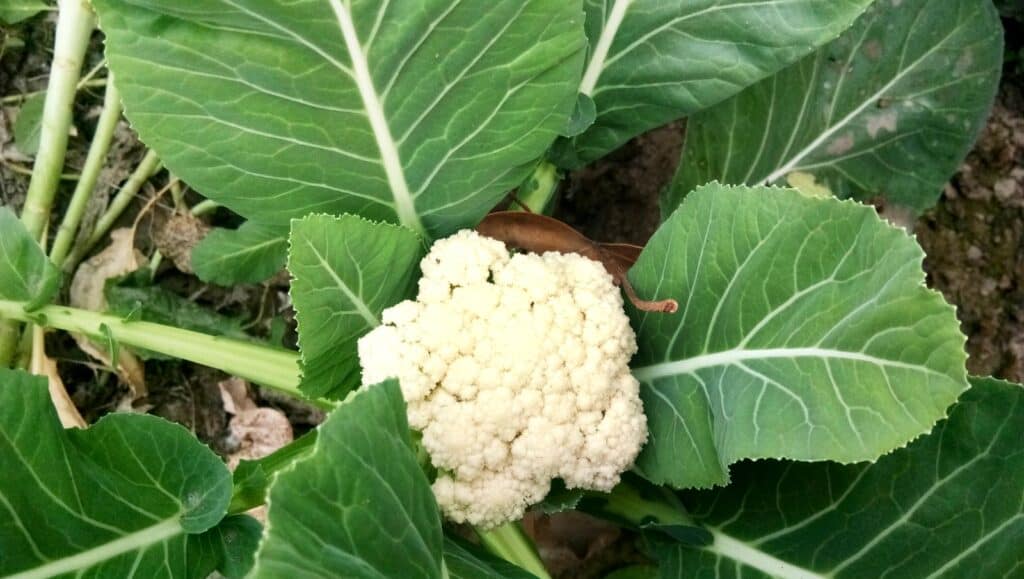 How to Grow Cauliflower for Beginners Simple Living Country Gal