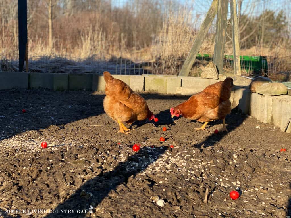 chicken scratching the ground in a run looking for food