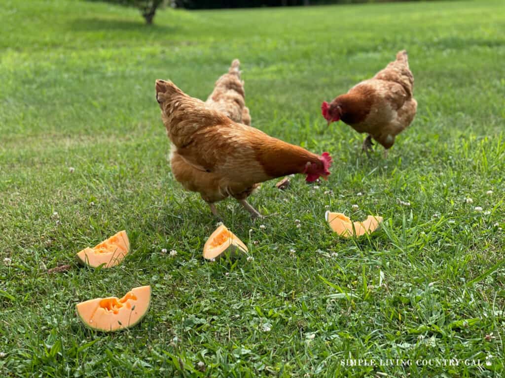 chickens eating pieces of cantaloupe on the grass