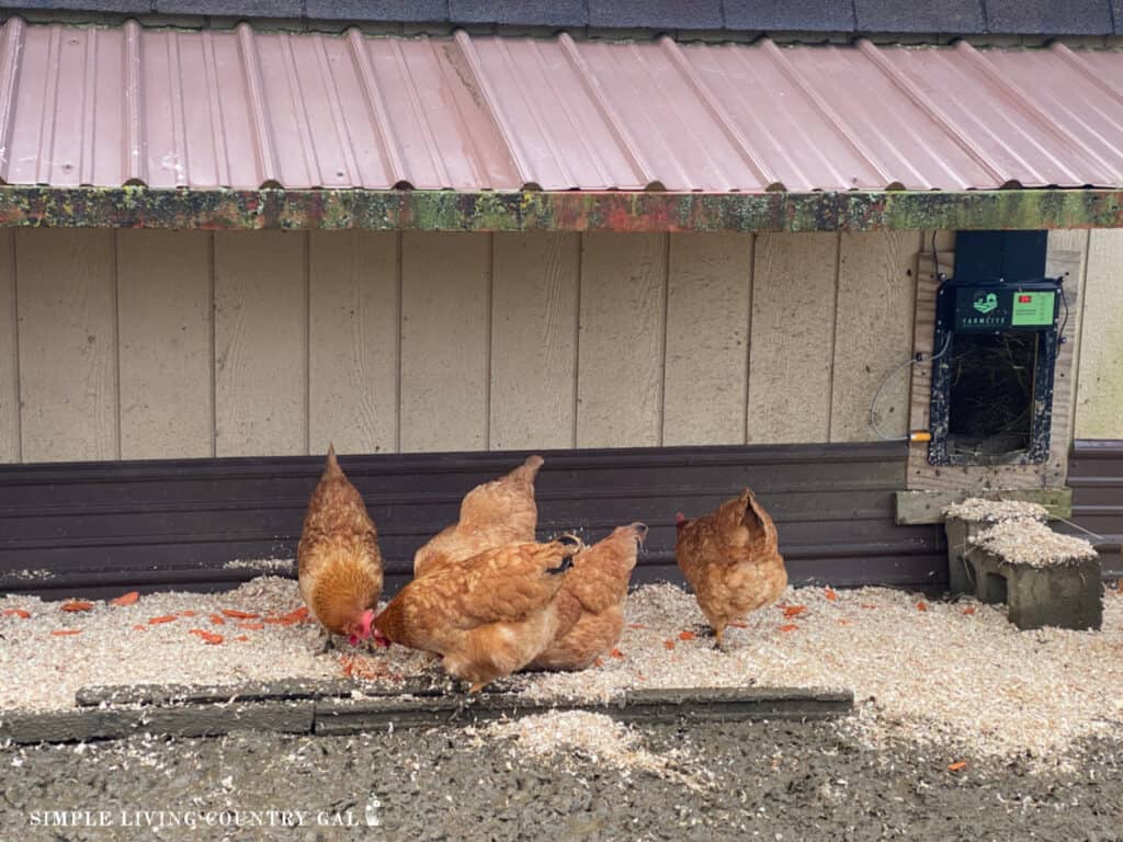 chickens in a muddy chicken run