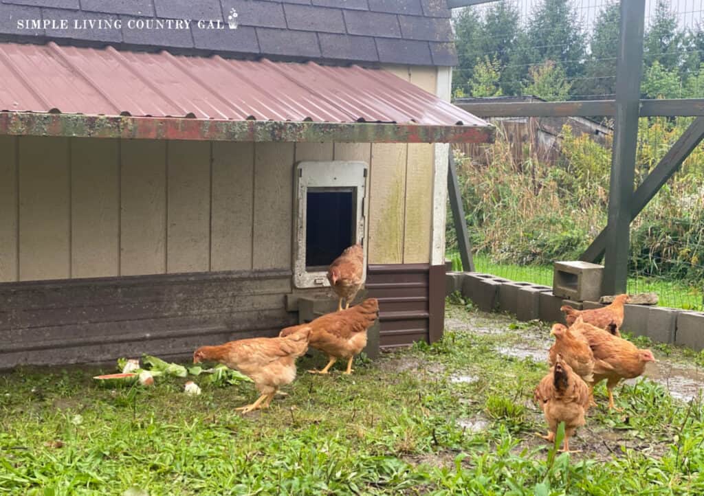 chickens in a wet chicken run scratching