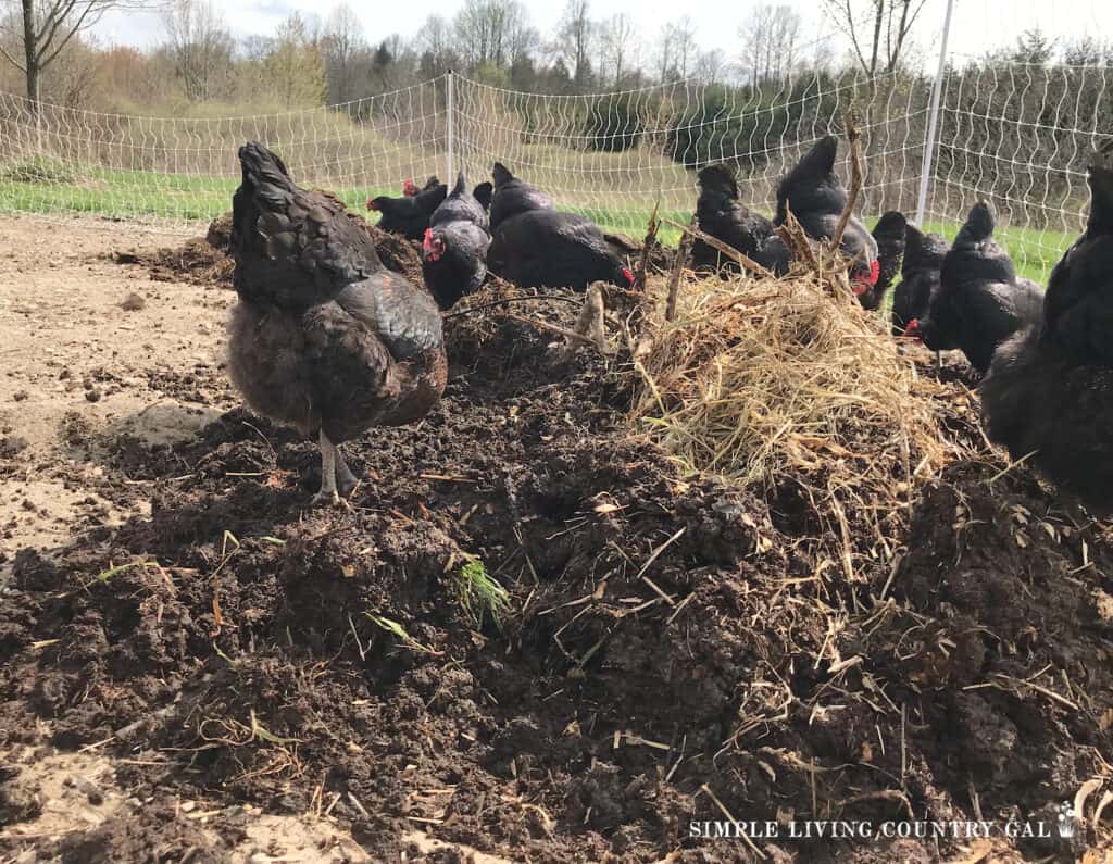 chickens working composted manure
