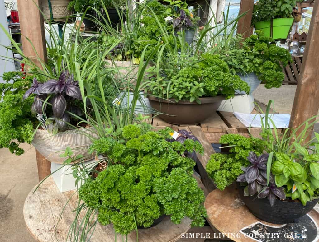 containers of herbs growing together