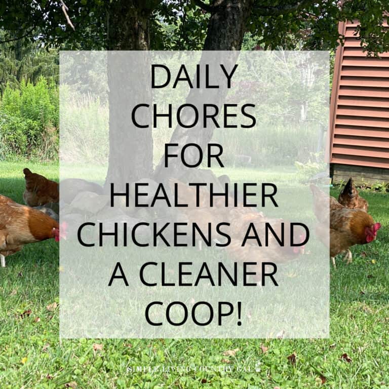 daily chicken chores