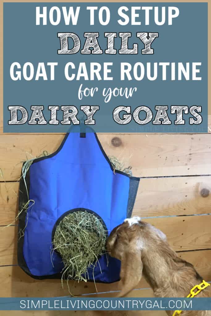 daily goat care routine