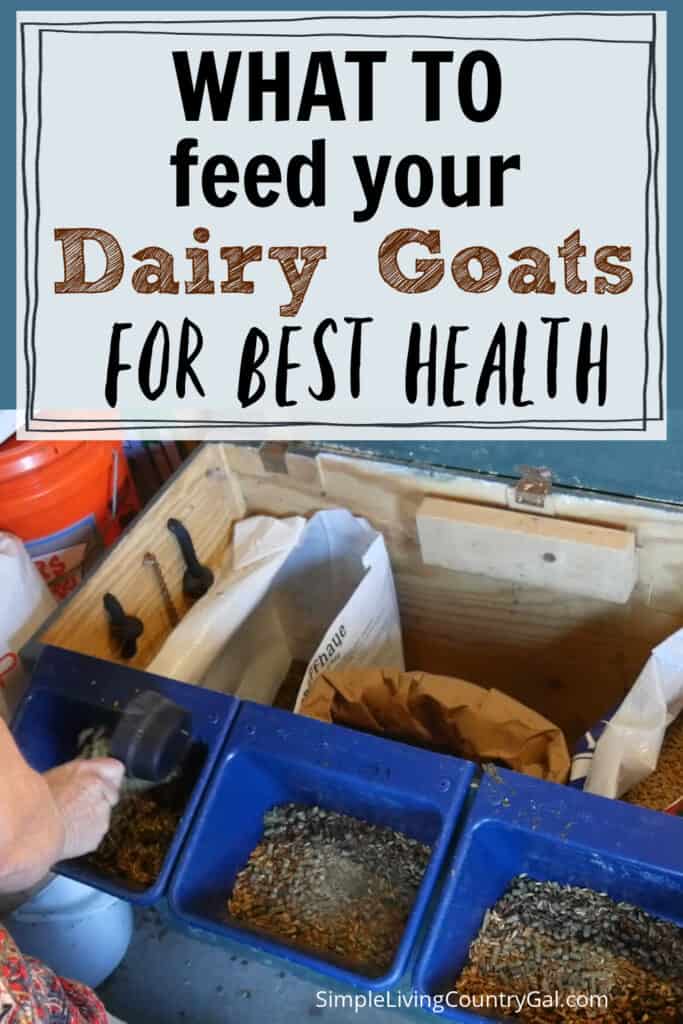 dairy goat diet