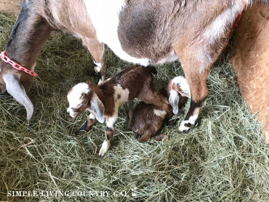 doe eating hay with 2 newborn goat kids resting below