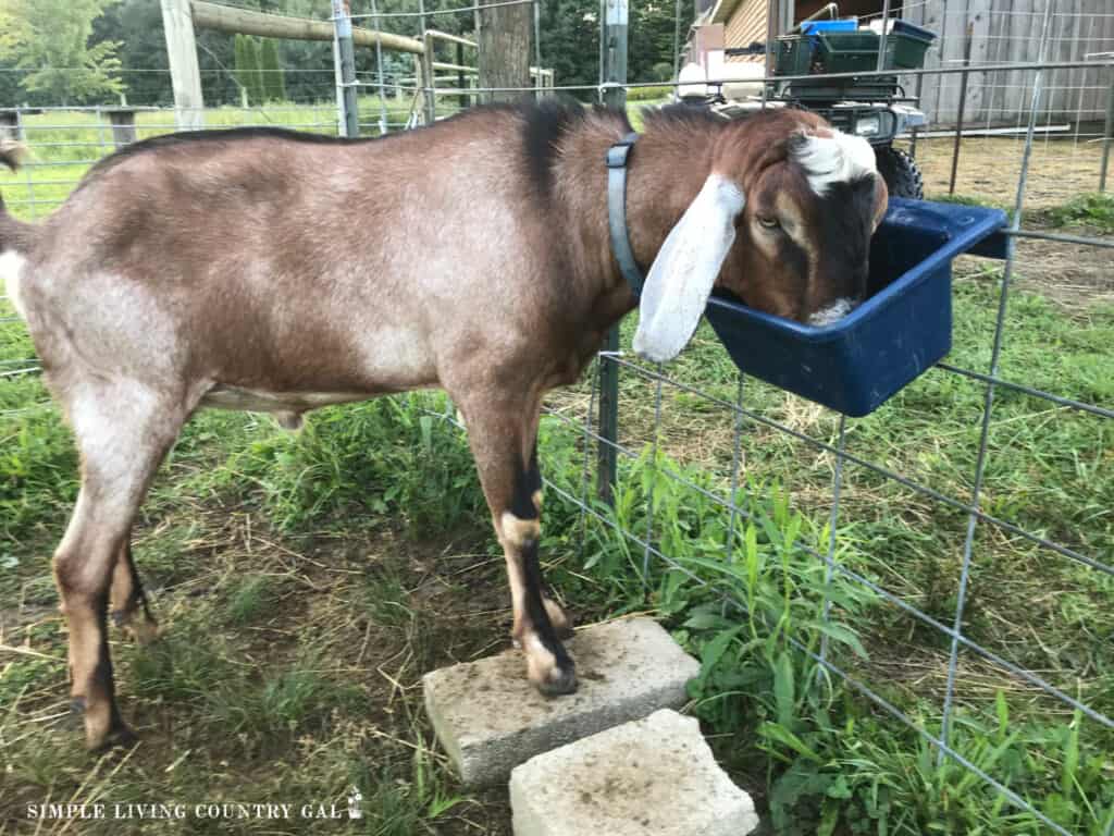 goat eating grain out of a bowl