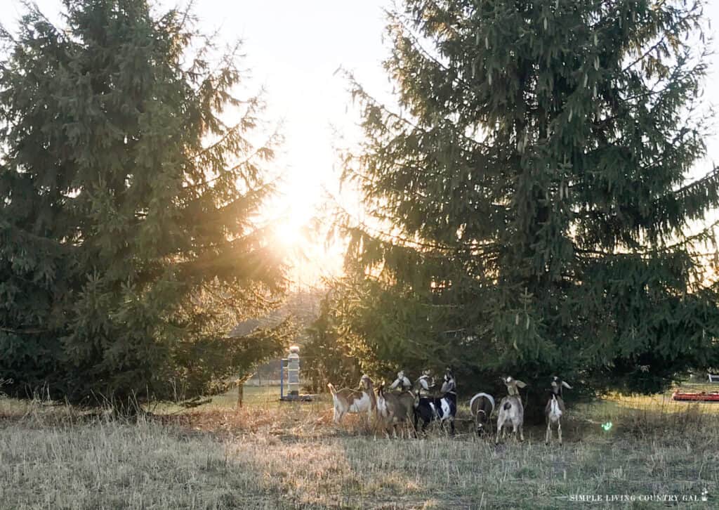 goats eating a pine tree out in a pasture