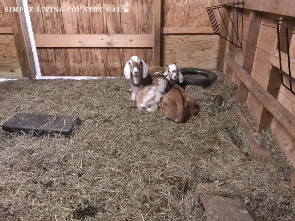 goats resting in a barn full of bedding