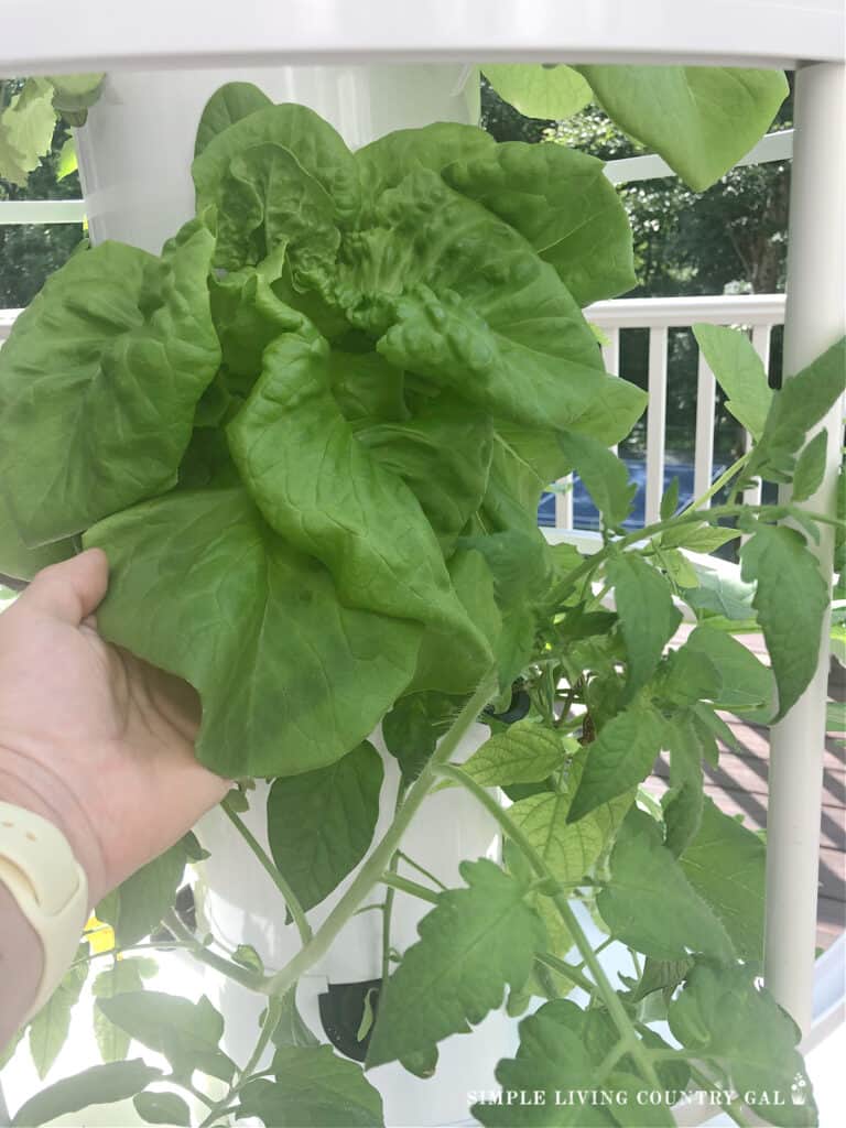 hands holding a large leafy green in an indoor growing setup