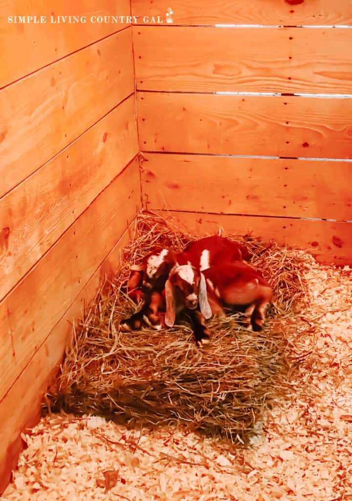 two newborn goat kids lying on a patch of hay in a cold winter barn under a heat lamp