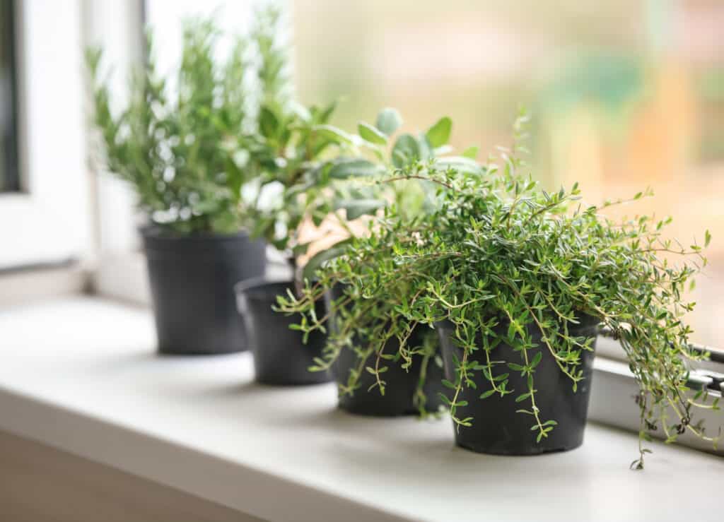 Pots with fresh aromatic herbs on windowsill