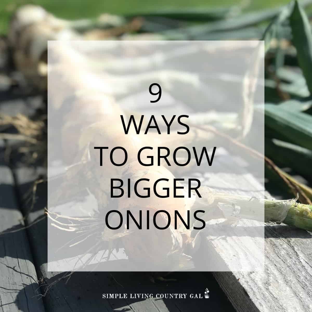 how to make onions grow bigger Simple Living Country Gal