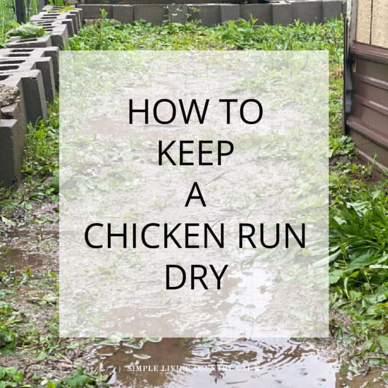 how to keep chicken run dry