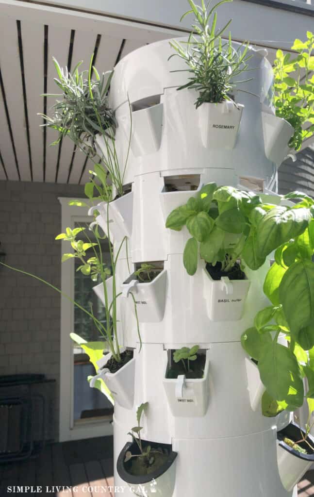 indoor hydroponic setup planted with herbs