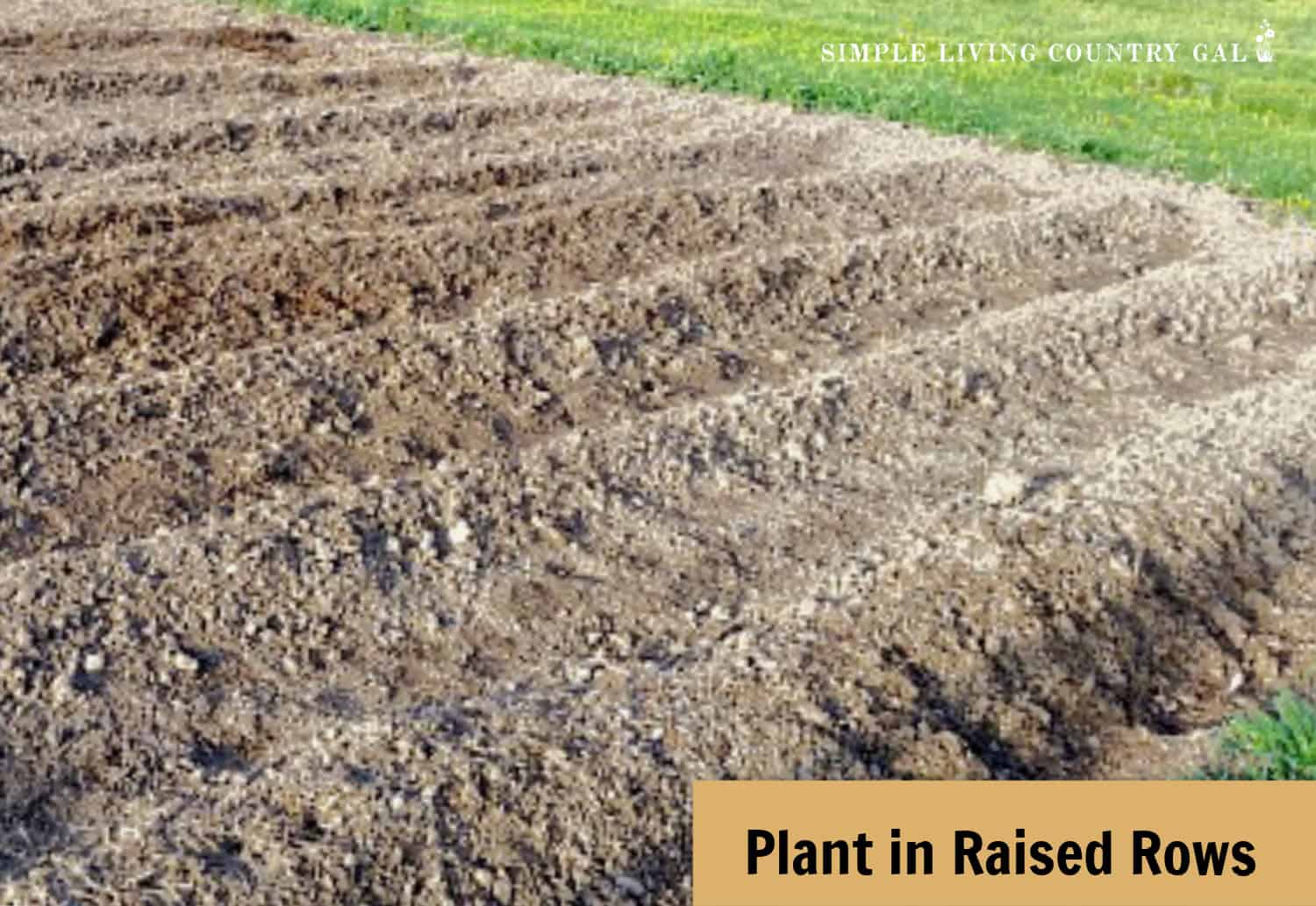 how to make onions grow bigger Simple Living Country Gal