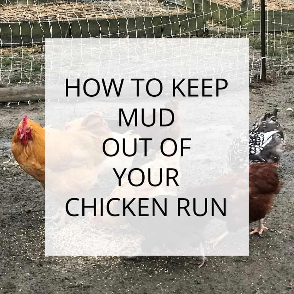 Backyard Chickens Archives Simple Living Country Gal