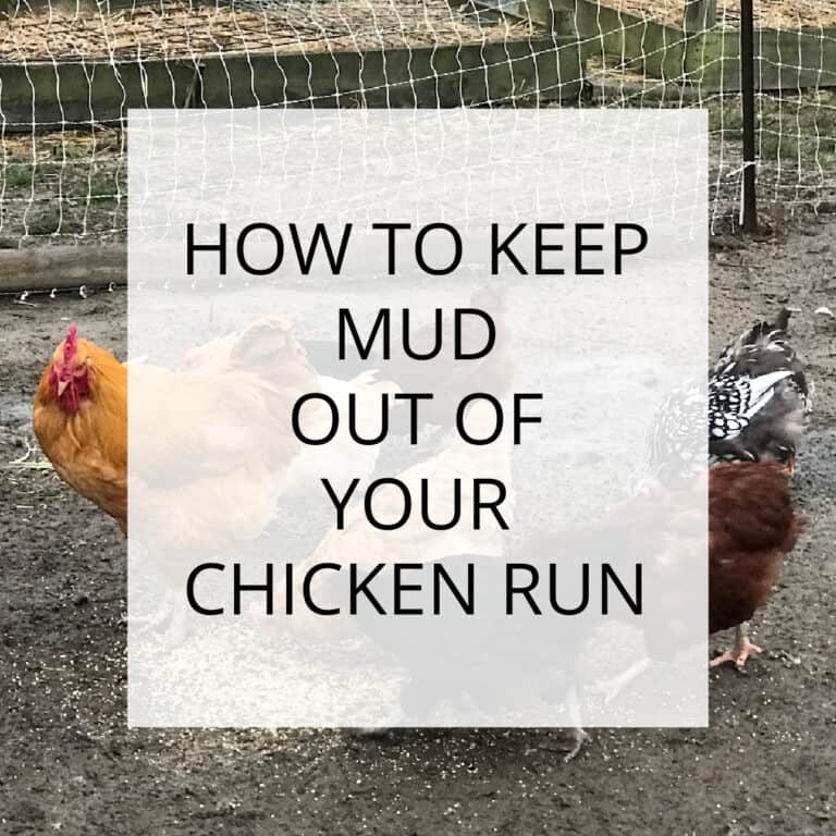 Muddy chicken run