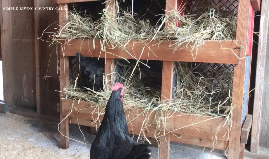 nesting boxes in a chicken coop with a black chicken in front