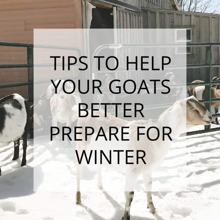 Help Your Goats Cope With Winter