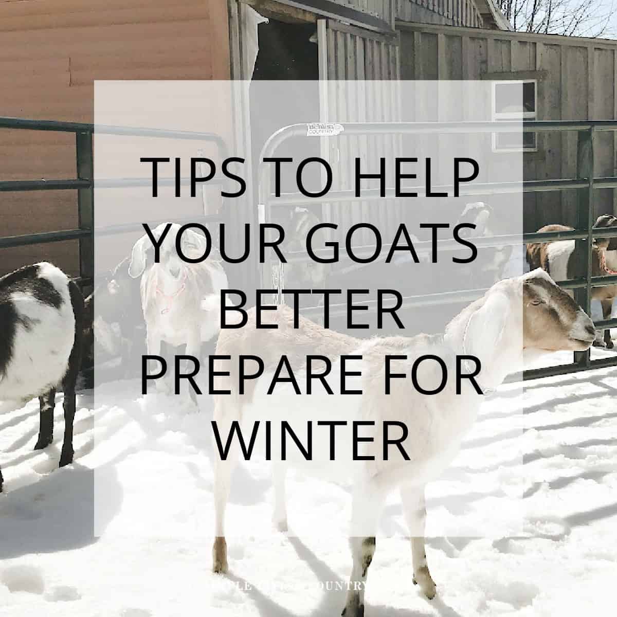 goats cope with winter