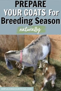 prepare your goats for Breeding season