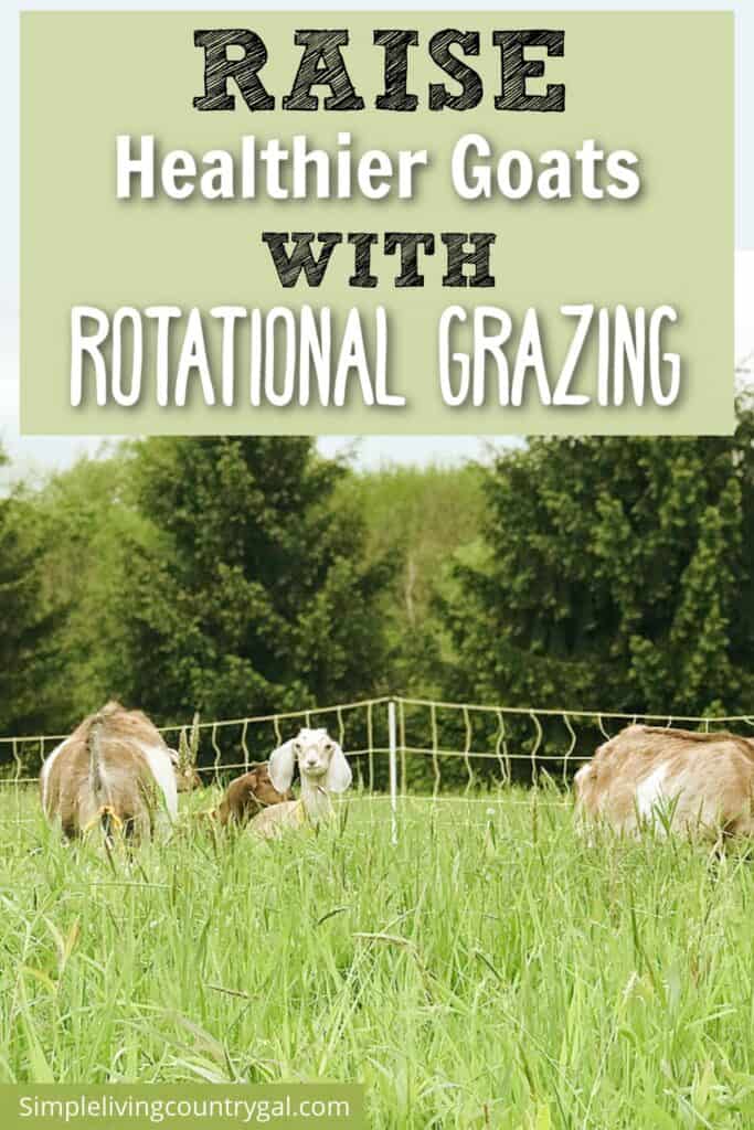 ROTATIONAL GRAZING GOATS