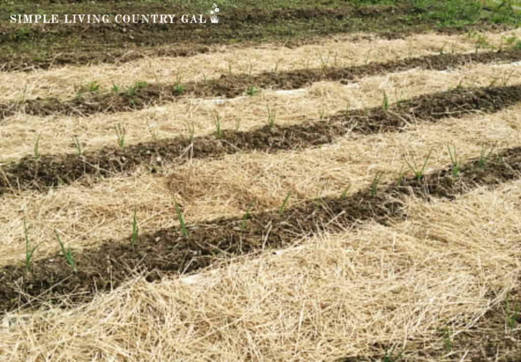 rows of onions planting with straw mulch inbetween