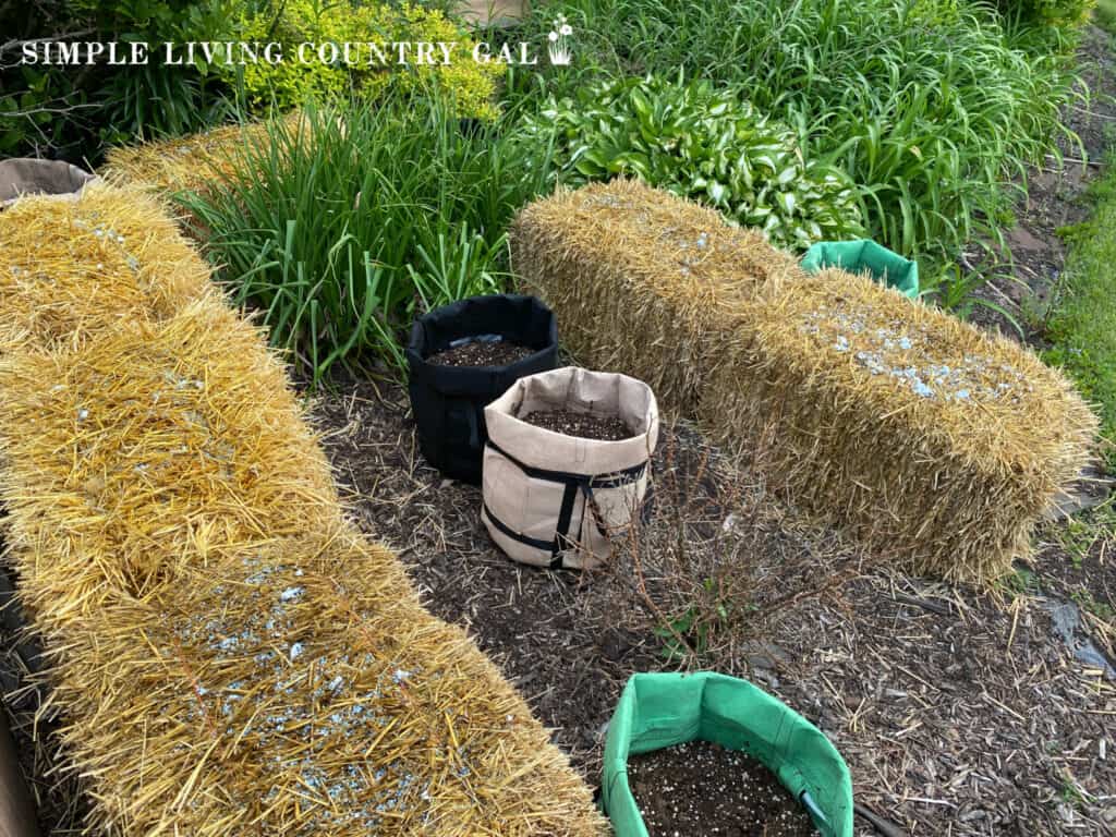 straw bales with fertilizer on top with grow bags in a flower bed