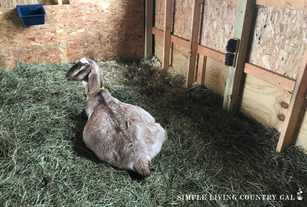 tan pregnant doe lying down in a barn