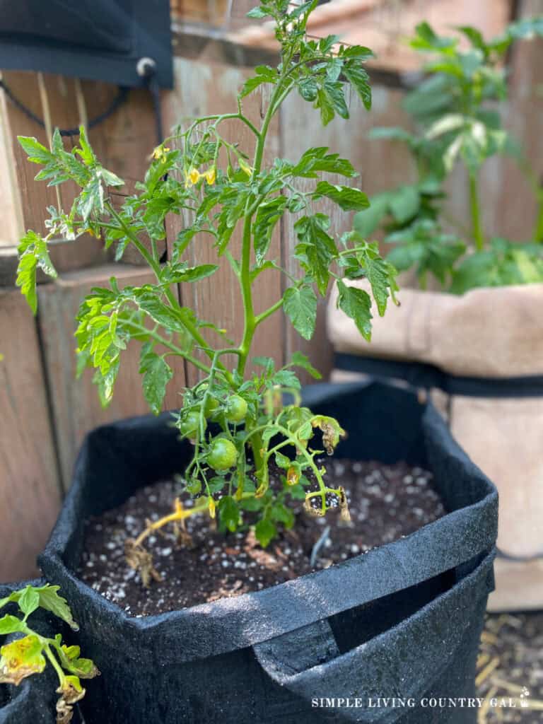 tomato growing in a grow bag