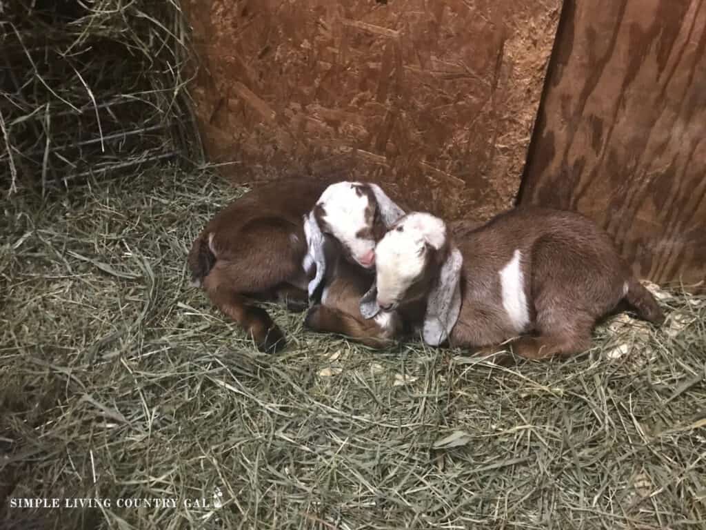 two goat kids resting in a pen