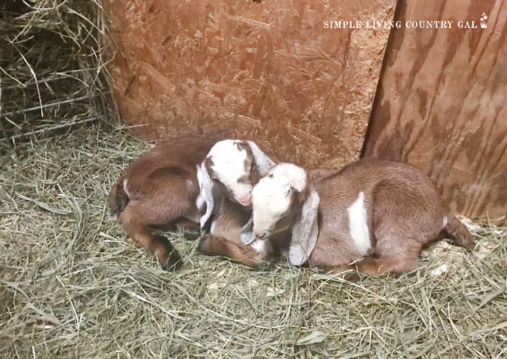 two goat kids sleeping in a pen