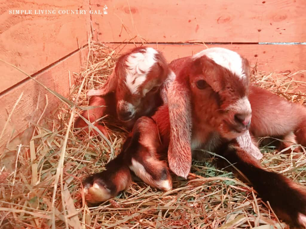 two little goat kids sitting under a heat lamp