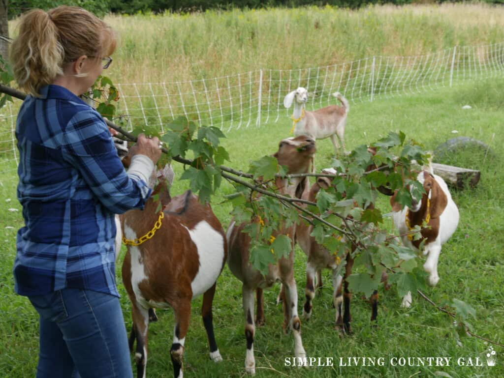 woman holiding down a branch for goats to snack on 